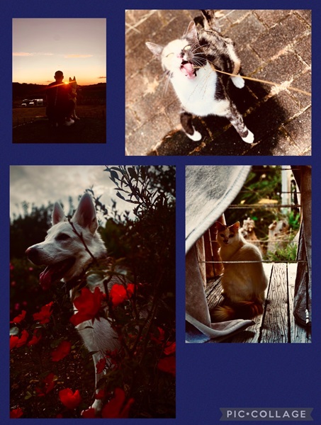 Marcy has always loved photography and took these photos of her animals - Ragnar, Willow and Joy.